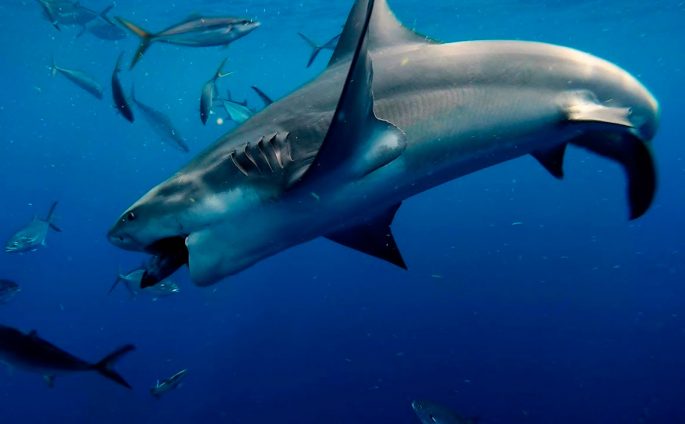 Silk shark: description, where it lives, what it eats, enemies