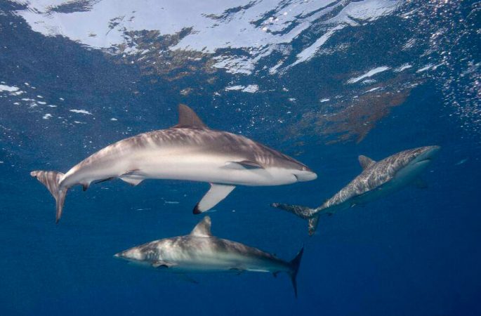 Silk shark: description, where it lives, what it eats, enemies