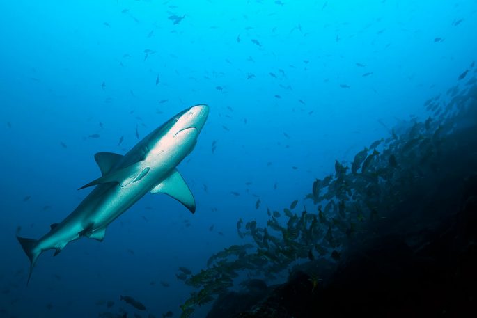 Silk shark: description, where it lives, what it eats, enemies