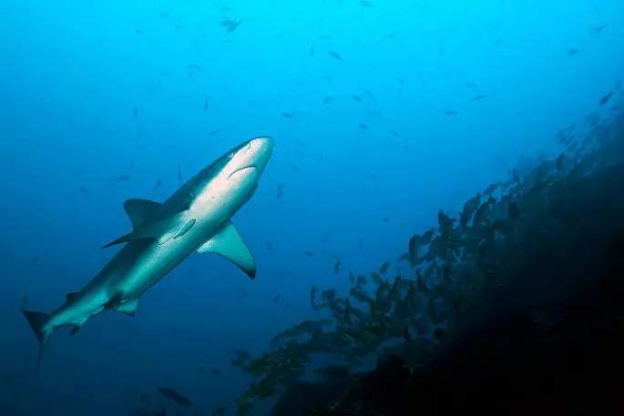 Silk shark: description, where it lives, what it eats, enemies