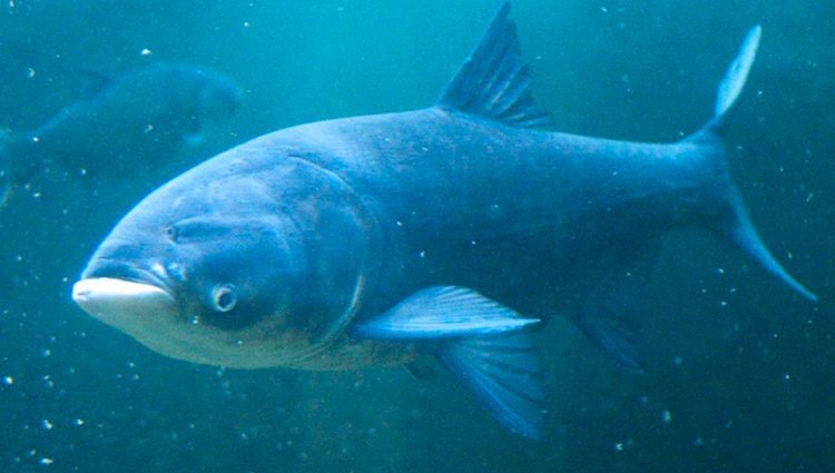 Silver carp: description of fish, habitat, species that eats