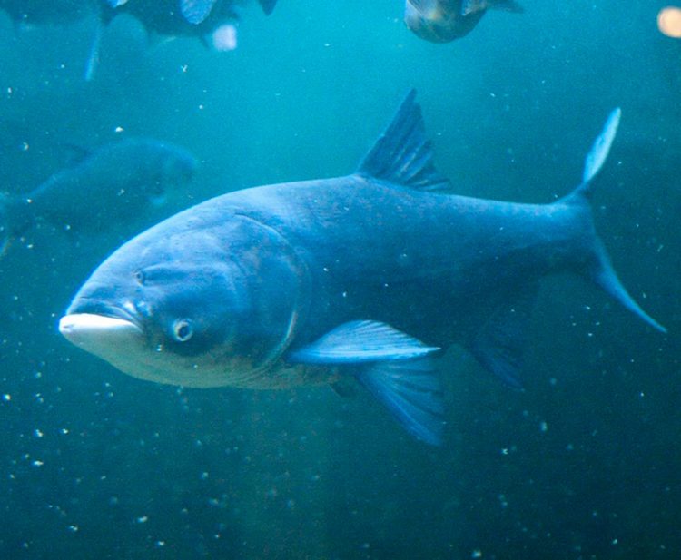 Silver carp: description of fish, habitat, species that eats