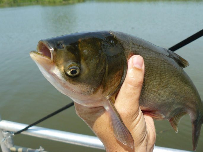 Silver carp: description of fish, habitat, species that eats