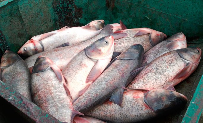 Silver carp: description of fish, habitat, species that eats