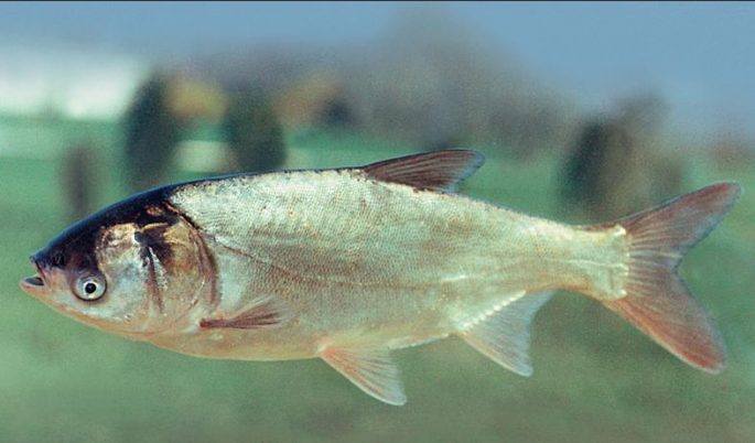 Silver carp: description of fish, habitat, species that eats