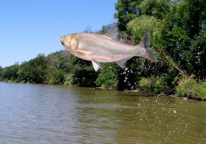 Silver carp: description of fish, habitat, species that eats