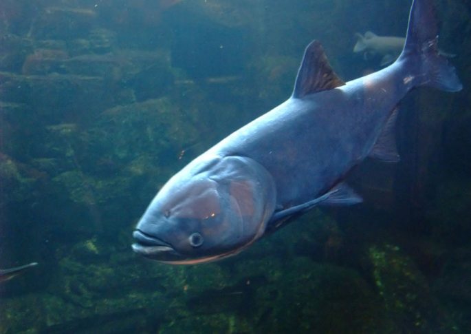 Silver carp: description of fish, habitat, species that eats