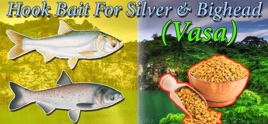 Silver carp: tackle and places for catching silver carp