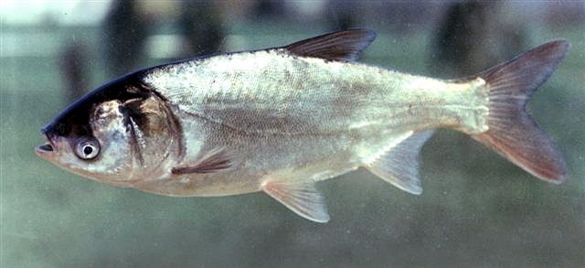Silver carp: what class does it belong to and what to catch silver carp