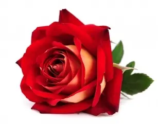 Skin moisturizing with rose. Pro-health properties of cosmetics with rose extract!