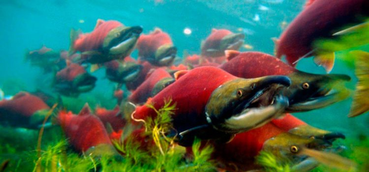 Sockeye salmon fish: where it lives and what is useful, culinary recipes