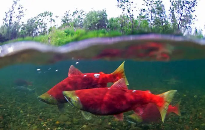 Sockeye salmon fish: where it lives and what is useful, culinary recipes