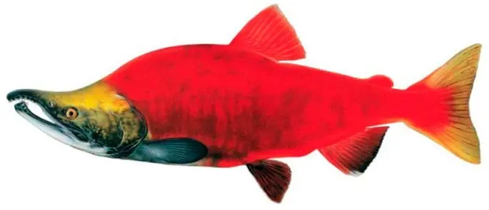 Sockeye salmon fish: where it lives and what is useful, culinary recipes