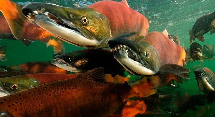 Sockeye salmon fish: where it lives and what is useful, culinary recipes