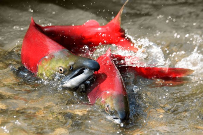 Sockeye salmon fish: where it lives and what is useful, culinary recipes