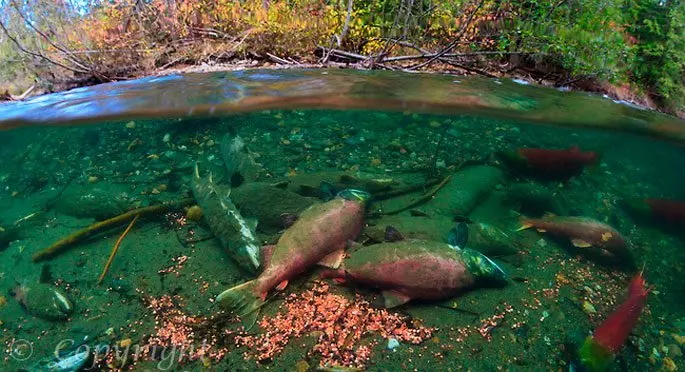 Sockeye salmon fish: where it lives and what is useful, culinary recipes