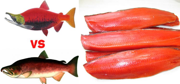 Losos sockeye alebo losos coho, čo je lepšie ako rozdiel medzi lososom coho a lososom sockeye