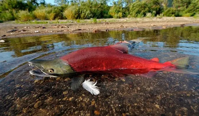 Sockeye salmon or coho salmon what is better than the difference between coho salmon and sockeye salmon