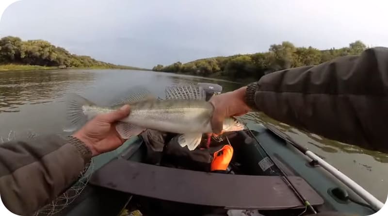 Spawning pike perch - when does it start and end