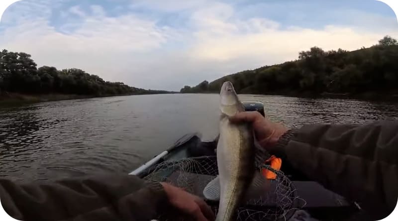 Spawning pike perch - when does it start and end