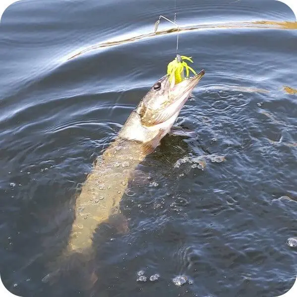 Spinnerbait for pike