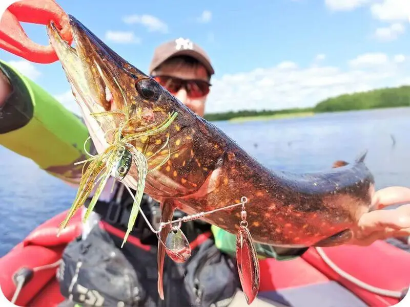 Spinnerbait for pike