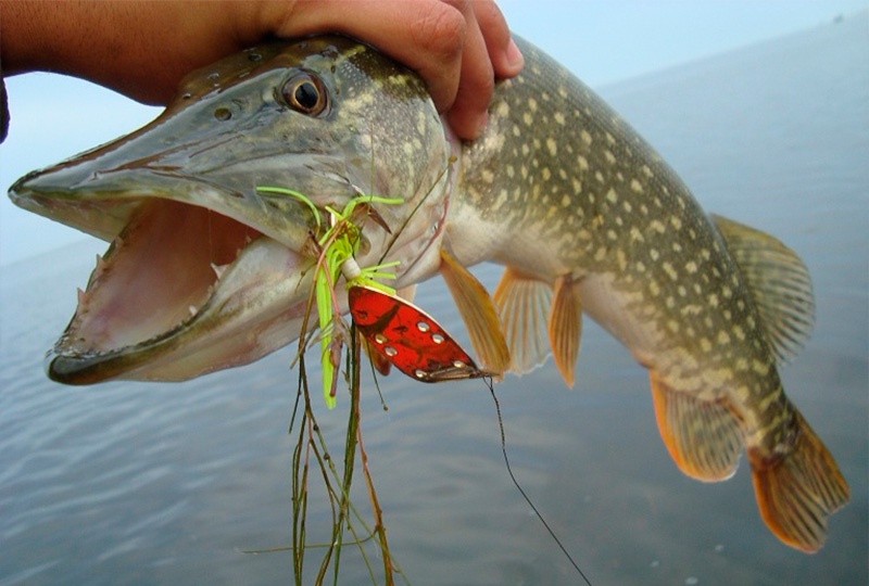 Spinners for pike: features of choice and the best models