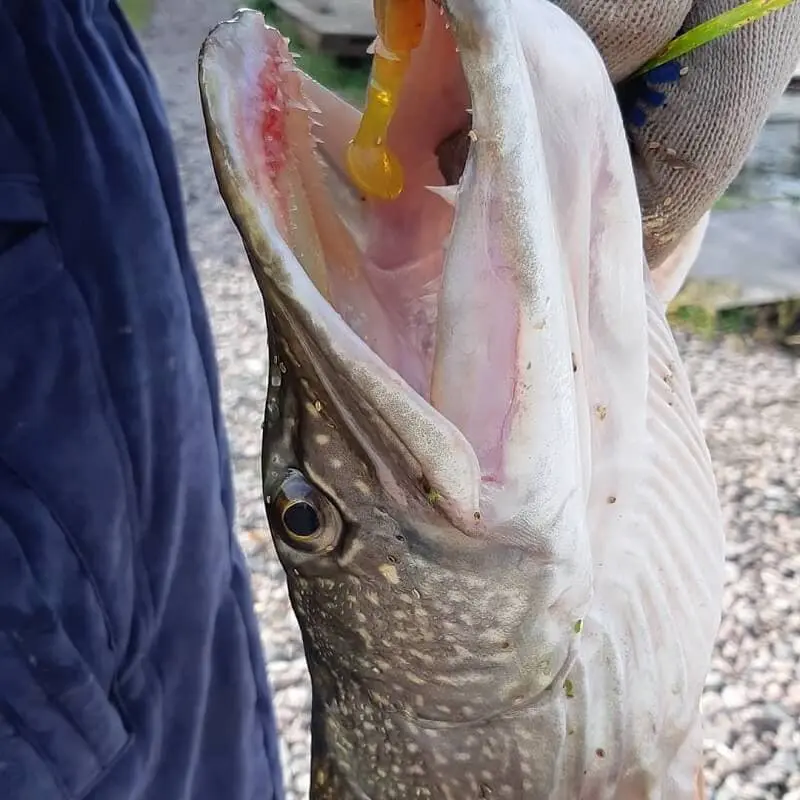 Spinning line for pike