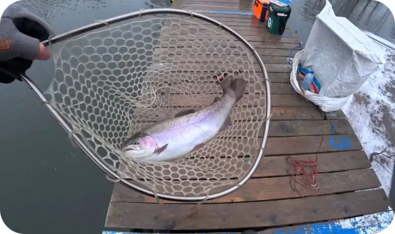 Spinning trout fishing: the best snatch and lures