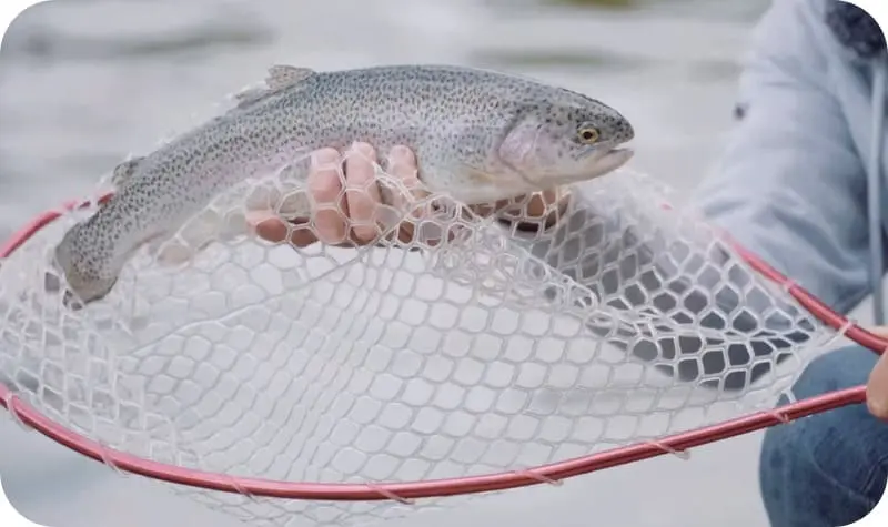 Spinning trout fishing: the best snatch and lures
