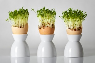 Spring way to cleanse the body. Get to know the properties of cress