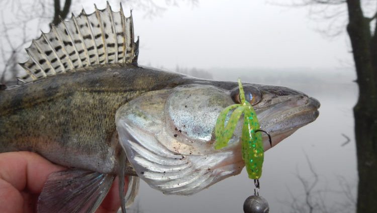 Pesca zander na primavera: onde procurar um predador, o que pegar e quais fios usar