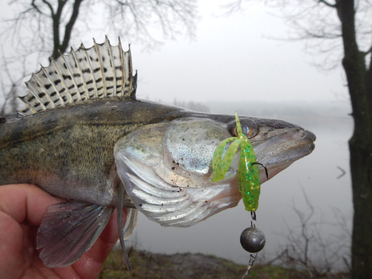 Spring zander fishing: where to look for a predator, what to catch and what wires to use