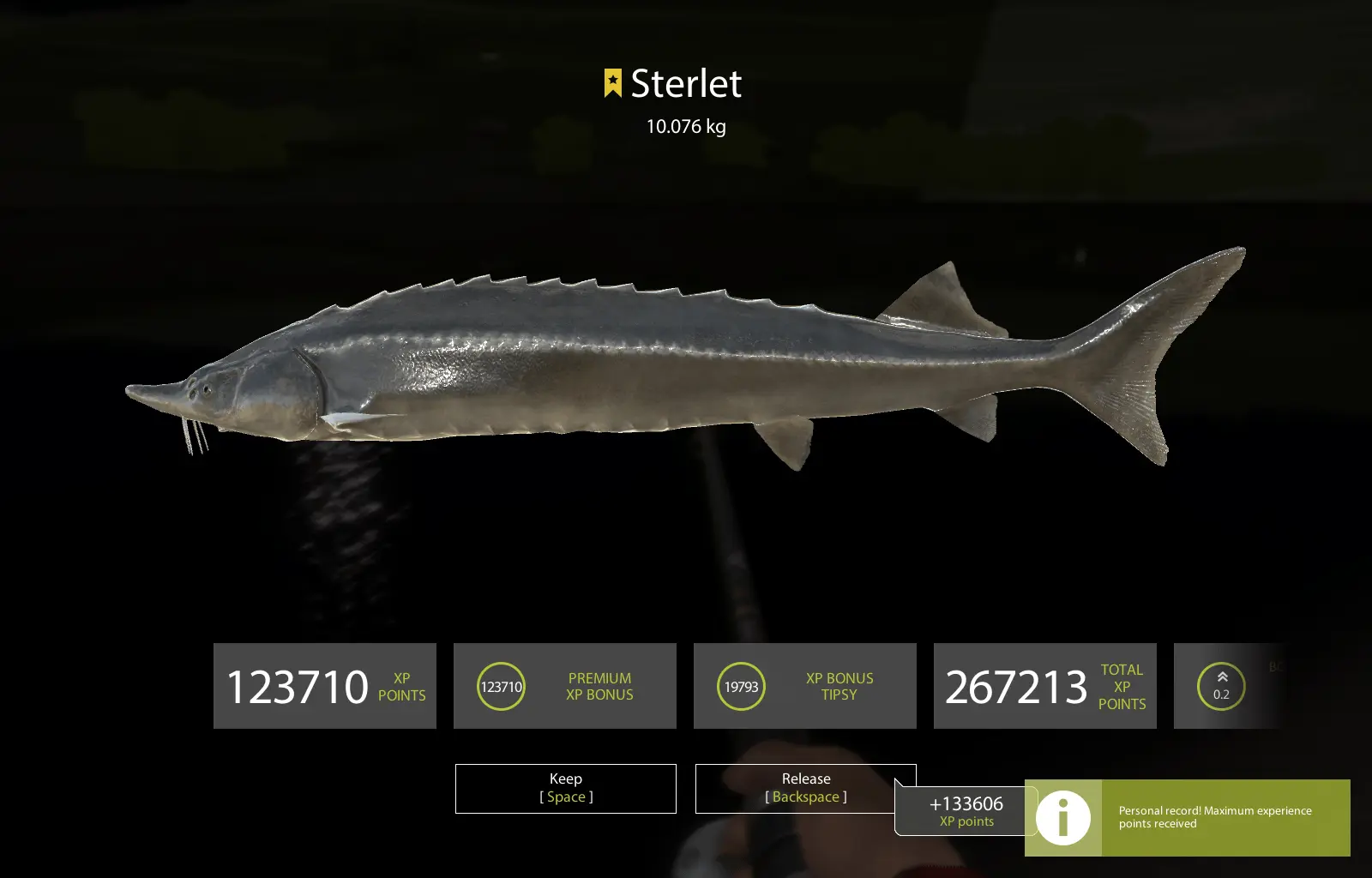 Sterlet fishing: methods of catching, equipment and gear for catching sterlet