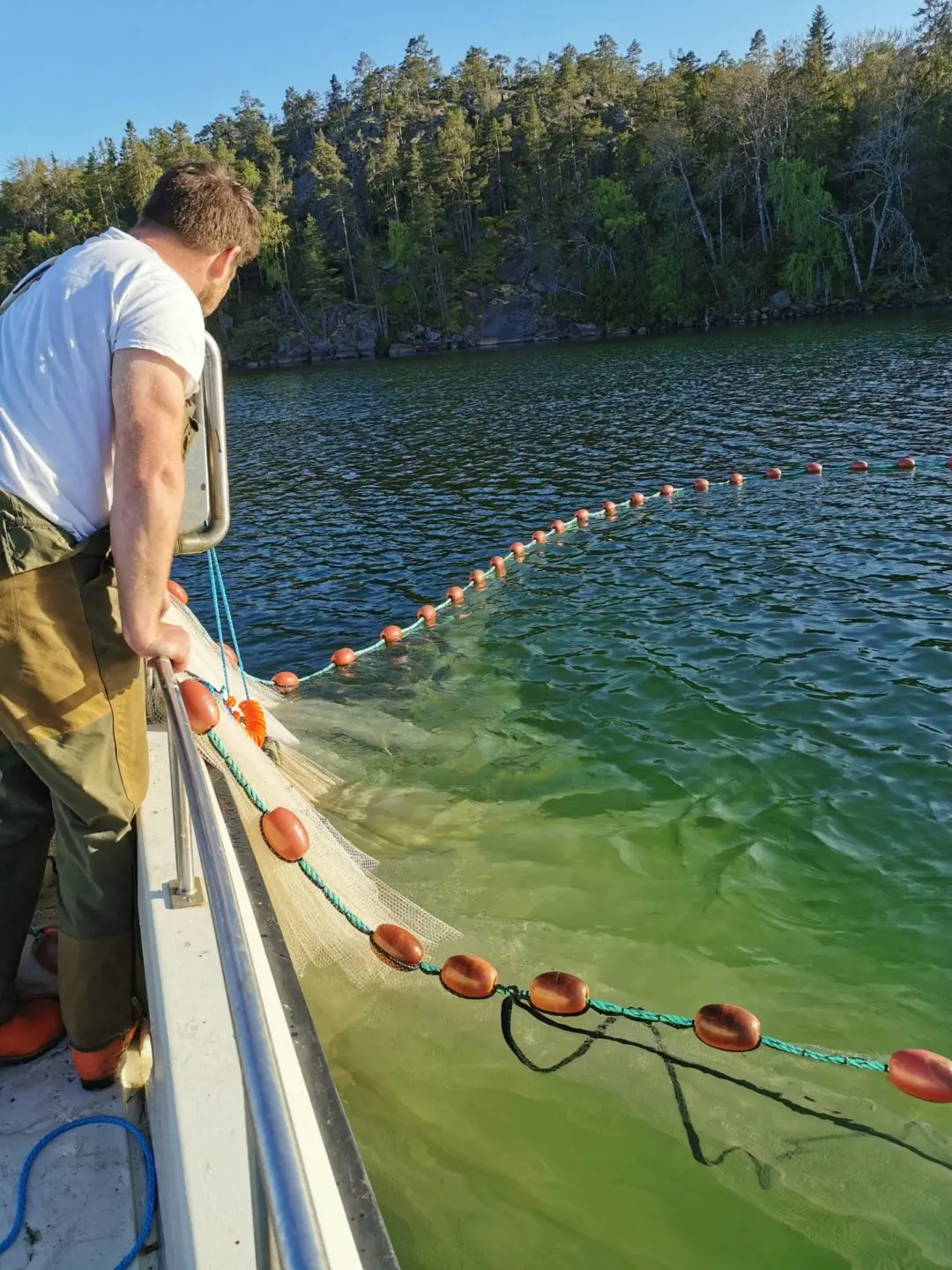 Stickleback fishing: spawning, places and methods of catching fish