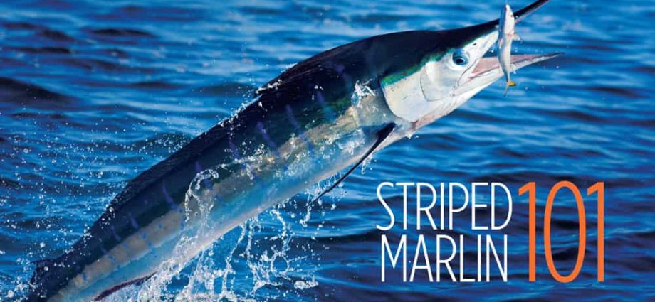 Marlin rayé : description, méthodes de pêche et habitat du poisson