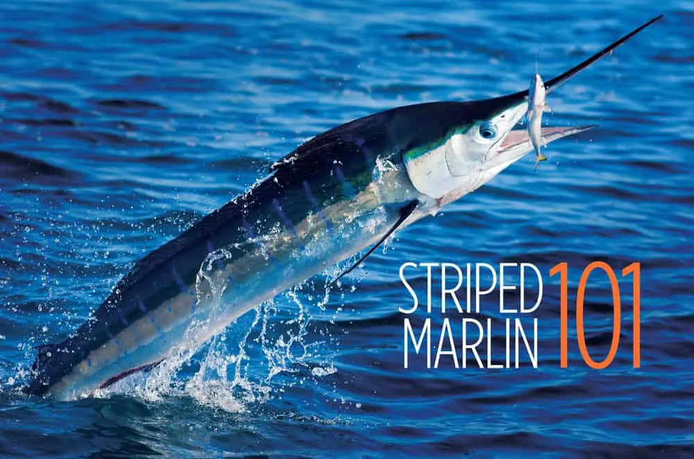 Striped marlin: description, fishing methods and fish habitat