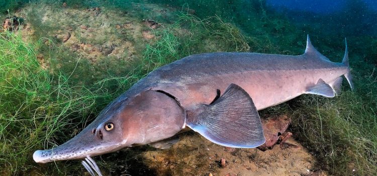 Sturgeon species of fish with names and photos, a list of the most popular