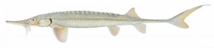 Sturgeon species of fish with names and photos, a list of the most popular