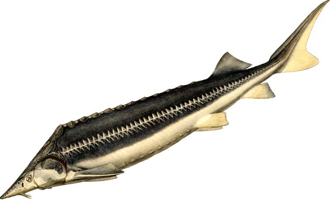 Sturgeon species of fish with names and photos, a list of the most popular