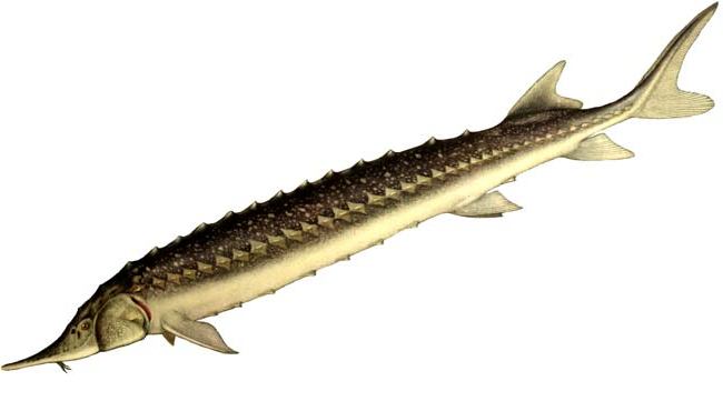 Sturgeon species of fish with names and photos, a list of the most popular