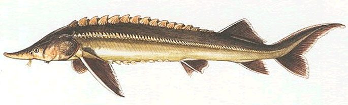 Sturgeon species of fish with names and photos, a list of the most popular