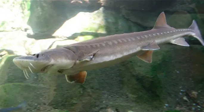 Sturgeon species of fish with names and photos, a list of the most popular