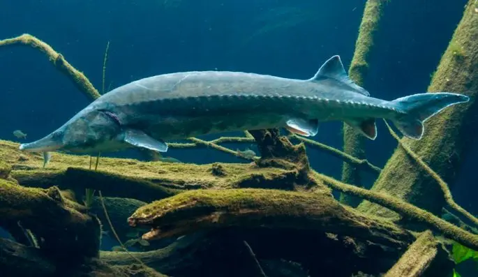 Sturgeon species of fish with names and photos, a list of the most popular