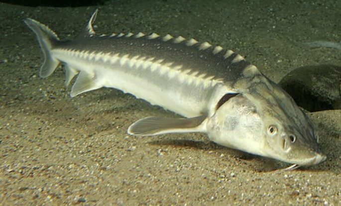 Sturgeon species of fish with names and photos, a list of the most popular