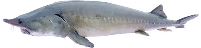 Sturgeon species of fish with names and photos, a list of the most popular