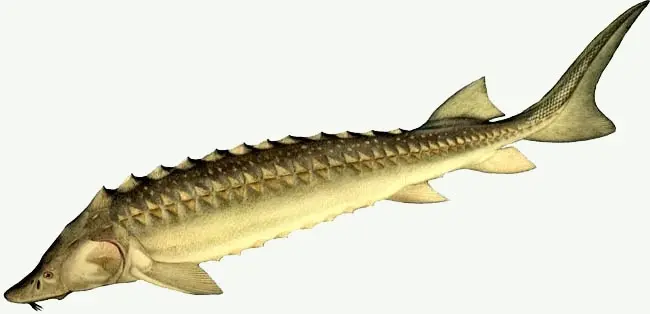 Sturgeon species of fish with names and photos, a list of the most popular