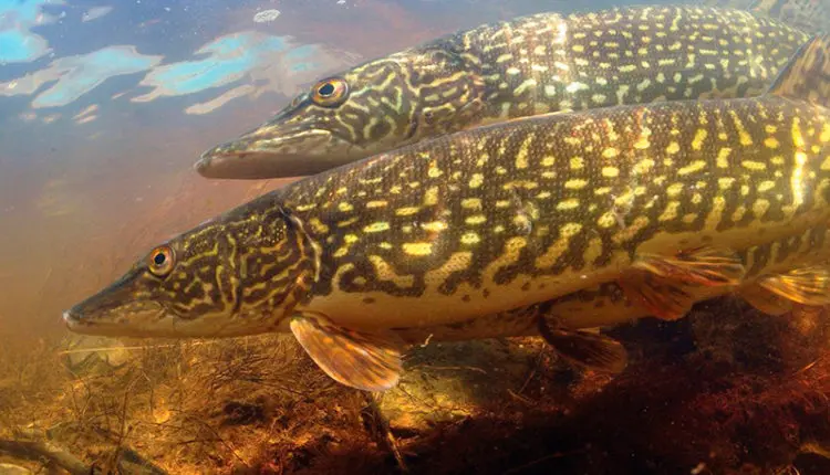 Summer fishing: pike fishing in the heat on spinning