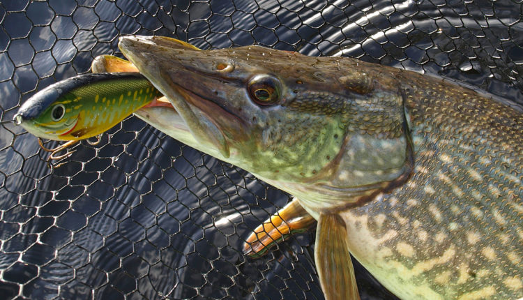 Summer fishing: pike fishing in the heat on spinning