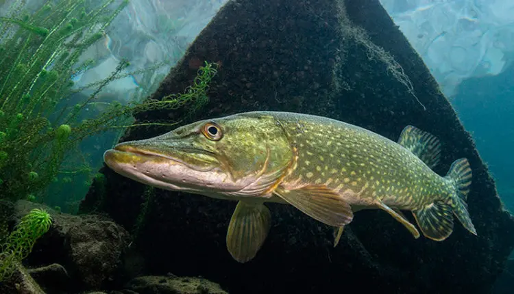 Summer fishing: pike fishing in the heat on spinning
